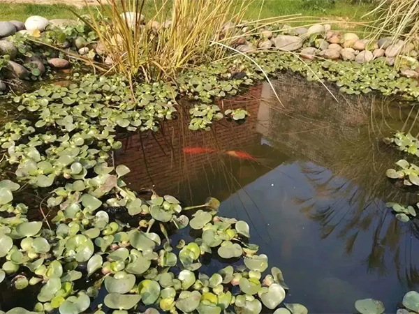 生物滤池.jpg